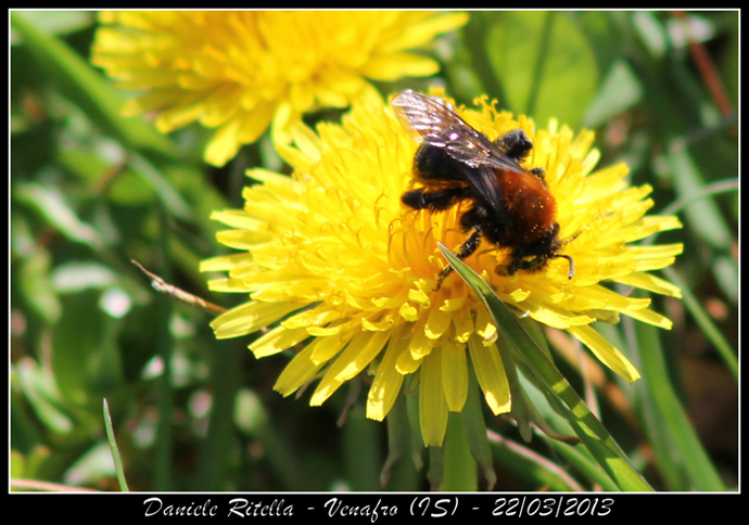 Probabile femmina di Andrena thoracica